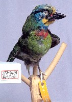 藏品(五色鳥)的圖片